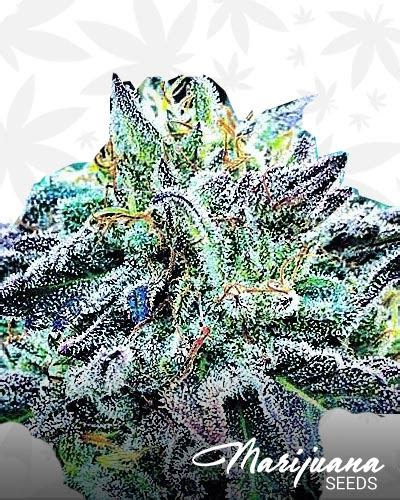 dolce gabbana weed|Dolce aka Dolce Dolce Weed Strain Information .